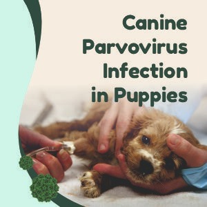 Canine Parvovirus Infection in Puppies