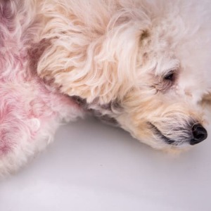 What Every Dog Owner Should Know About Atopic Dermatitis and Allergies: